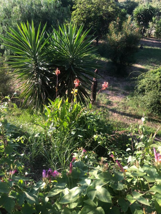 Finca El Rio,, La Casita One Of 2 Self Catering Studios. Pool And Hydrotherapy Jacuzzi Málaga Eksteriør bilde